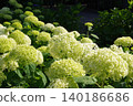 White hydrangeas in the sunlight 140186686