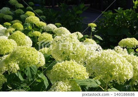 White hydrangeas in the sunlight White hydrangeas in the sunlight 140186686