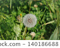 Dandelion seeds shining in the spring sunlight 140186688