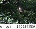 Light to be inserted between the trees 140186689
