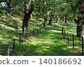A path in a park overgrown with grass, sunlight filtering through the trees. 140186692