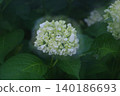 White hydrangea 140186693