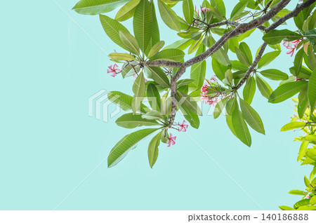 Pink Frangipani Flowers and Green Leaves on Pastel Blue Sky Background: Minimalist Plumeria Branch with Copy Space Pink Frangipani Flowers and Green Leaves on Pastel Blue Sky Background: Minimalist Plumeria Branch with Copy Space 140186888