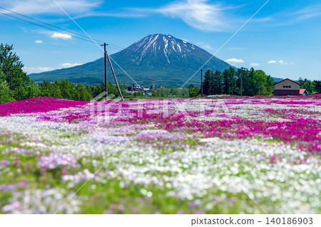 福祿考,羊蹄山,俱知安,虻田郡,北海道,天氣晴朗 福祿考,羊蹄山,俱知安,虻田郡,北海道,天氣晴朗 140186903
