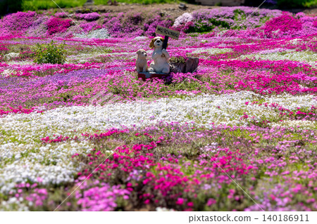 Moss phlox, Mr. Mishima, Kutchan, Abuta District, Hokkaido, Sunny weather Moss phlox, Mr. Mishima, Kutchan, Abuta District, Hokkaido, Sunny weather 140186911