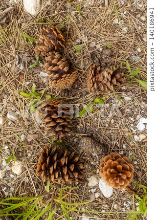 Several brown pine cones for natural decorations and DIY crafts Several brown pine cones for natural decorations and DIY crafts 140186941