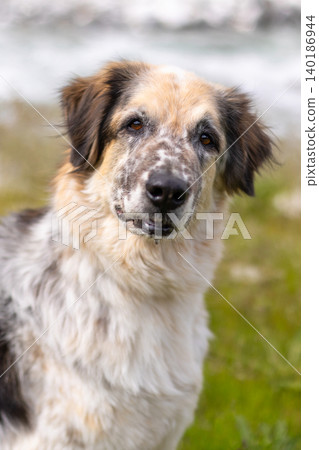 close-up portrait of fluffy mixed-breed dog close-up portrait of fluffy mixed-breed dog 140186944