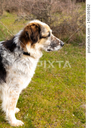 tricolor shepherd dog profile, nature tricolor shepherd dog profile, nature 140186982