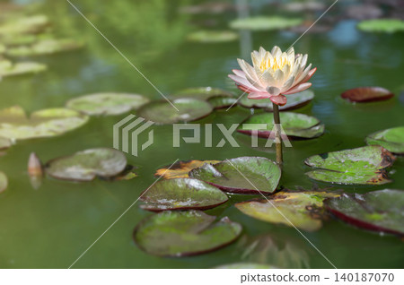 Vibrant Pinkish Orange Lotus Flower in Garden Pond: Close-up Soft Water Lily with Ample Negative Space for Text Layout Vibrant Pinkish Orange Lotus Flower in Garden Pond: Close-up Soft Water Lily with Ample Negative Space for Text Layout 140187070