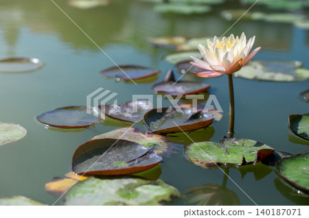 Pink Water Lily in Pond, Lotus Flower with Lily Pads, Abstract Nature Pond Background 140187071