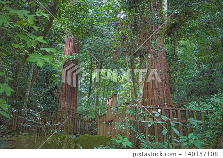 島根縣八重垣神社內殿佐久雨森林中的“夫妻杉樹” 島根縣八重垣神社內殿佐久雨森林中的“夫妻杉樹” 140187108