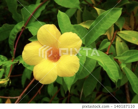 A single bright yellow tropical flower blooms vividly amidst lush green leaves. A single bright yellow tropical flower blooms vividly amidst lush green leaves. 140187110