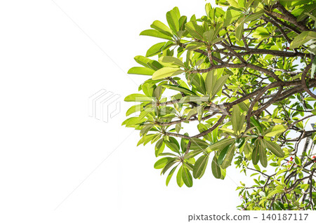 Minimalist Green Leaf Border: Natural Tree Canopy Element on Top-Right Corner Isolated on Clear White Background Minimalist Green Leaf Border: Natural Tree Canopy Element on Top-Right Corner Isolated on Clear White Background 140187117
