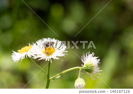 A broad-winged bee visiting a fleabane flower. 140187128