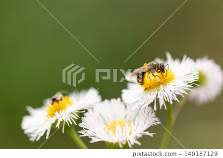 Small bees collecting nectar from fleabane flowers Small bees collecting nectar from fleabane flowers 140187129
