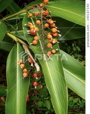 The vibrant orange ginger lily fruits hang abundantly from the fresh green leaves. The vibrant orange ginger lily fruits hang abundantly from the fresh green leaves. 140187140