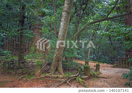 The site of the giant cedar tree in the Sakusame Forest, the inner sanctuary of Yaegaki Shrine, Shimane Prefecture. The site of the giant cedar tree in the Sakusame Forest, the inner sanctuary of Yaegaki Shrine, Shimane Prefecture. 140187141