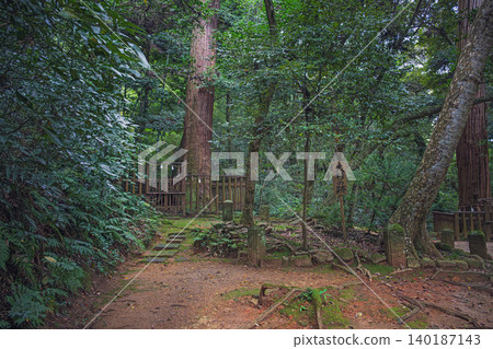 島根縣八重垣神社內殿佐久雨森林中那棵巨大的雪松樹所在地。 島根縣八重垣神社內殿佐久雨森林中那棵巨大的雪松樹所在地。 140187143
