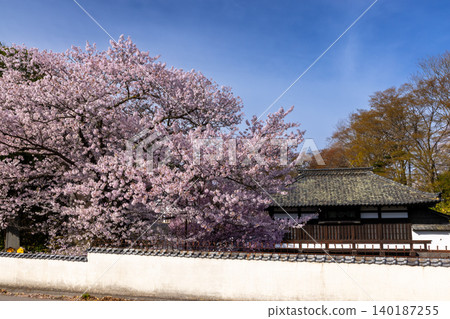 長野縣小諸市:三之門,國家重要文化財產;以及小諸城所在地開光園盛開的染井吉野櫻花,是著名的賞櫻勝地。 長野縣小諸市:三之門,國家重要文化財產;以及小諸城所在地開光園盛開的染井吉野櫻花,是著名的賞櫻勝地。 140187255