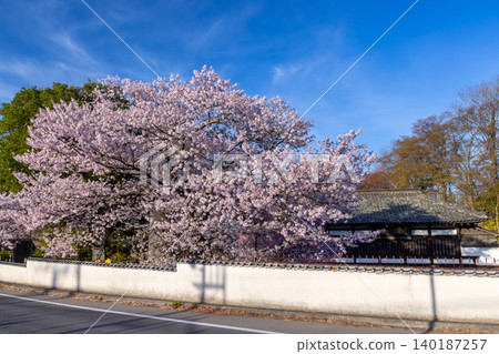 Komoro City, Nagano Prefecture: The San-no-mon Gate, a nationally important cultural property, and the fully bloomed Somei Yoshino cherry trees at Kaikoen, the site of Komoro Castle, a famous cherry blossom viewing spot. Komoro City, Nagano Prefecture: The San-no-mon Gate, a nationally important cultural property, and the fully bloomed Somei Yoshino cherry trees at Kaikoen, the site of Komoro Castle, a famous cherry blossom viewing spot. 140187257