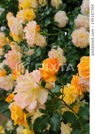 Close-up photo of yellow and white roses Close-up photo of yellow and white roses 140187304