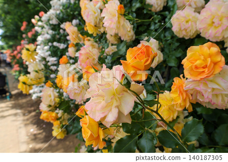 Close-up photo of yellow and white roses Close-up photo of yellow and white roses 140187305