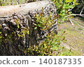 New shoots emerging from the stump of a large tree. 140187335