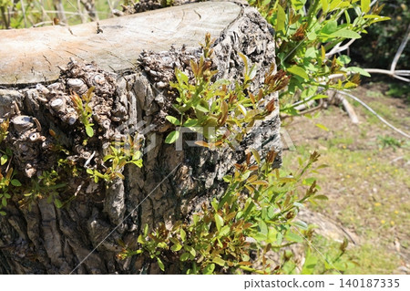 New shoots emerging from the stump of a large tree. 140187335