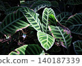 Arrowroot leaves 140187339