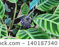 Arrowroot leaves 140187340