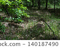 Forest floor with green foliage and fallen leaves in sunlight 140187490
