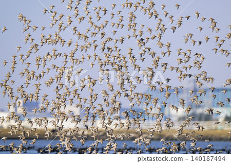Flocks of Sanderlings and Common Sandpipers Flocks of Sanderlings and Common Sandpipers 140187494