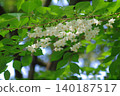Styrax flower　 140187517