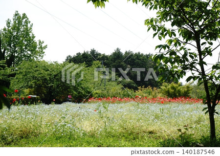 Flowers spread across the hilltop Flowers spread across the hilltop 140187546