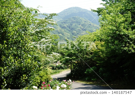 Walking path in the forest Walking path in the forest 140187547