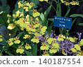Many phalaenopsis orchid flowers in bloom 140187554