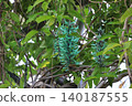 Flower of jade 140187555