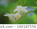 Egonoki 140187556