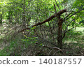 Fallen tree branch in a lush green forest 140187557