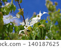Pokeweed flower 140187625