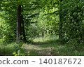Path through a Lush Green Forest 140187672