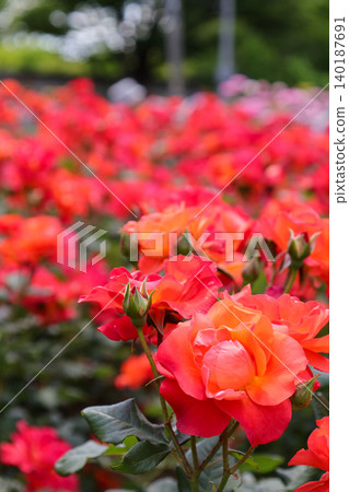 Close-up photo of a red rose Close-up photo of a red rose 140187691