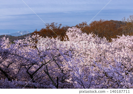 從長野縣小諸市開光園小諸城遺址主城牆頂上，可以看到在以前的馬術訓練場上盛開的櫻花（包括染井吉野櫻花）和白雪皚皚的山峰。 140187711