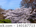 從長野縣小諸市開光園小諸城遺址主城牆頂上，可以看到在以前的馬術訓練場上盛開的櫻花（包括染井吉野櫻花）和白雪皚皚的山峰。 140187713