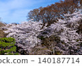 從長野縣小諸市開光園小諸城遺址主城牆頂上，可以看到在以前的馬術訓練場上盛開的櫻花（包括染井吉野櫻花）和白雪皚皚的山峰。 140187714