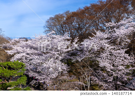 A view of cherry blossoms, including Somei Yoshino, blooming at the former horse training grounds, and snow-capped mountains, from atop the stone wall of the main keep of Komoro Castle Ruins, Kaikoen, Komoro City, Nagano Prefecture. A view of cherry blossoms, including Somei Yoshino, blooming at the former horse training grounds, and snow-capped mountains, from atop the stone wall of the main keep of Komoro Castle Ruins, Kaikoen, Komoro City, Nagano Prefecture. 140187714