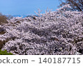 從長野縣小諸市開光園小諸城遺址主城牆頂上，可以看到在以前的馬術訓練場上盛開的櫻花（包括染井吉野櫻花）和白雪皚皚的山峰。 140187715