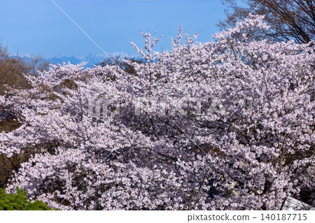A view of cherry blossoms, including Somei Yoshino, blooming at the former horse training grounds, and snow-capped mountains, from atop the stone wall of the main keep of Komoro Castle Ruins, Kaikoen, Komoro City, Nagano Prefecture. 140187715