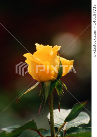Roses in a soft yellow, gentle color. Roses in a soft yellow, gentle color. 140187738