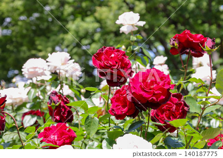 Red and white roses - close-up photo Red and white roses - close-up photo 140187775